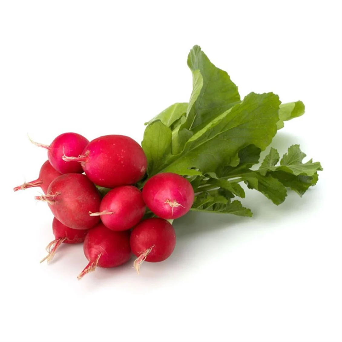 Turp Fındık Kg.